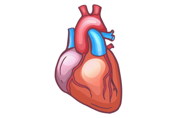 Human Heart Medical Illustration: A Vital Tool in Health and Visual Communication